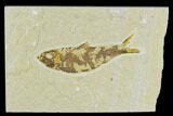 Detailed Fossil Fish (Knightia) - Wyoming #120432-1